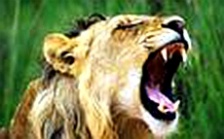  環保雄師還待磨“牙”